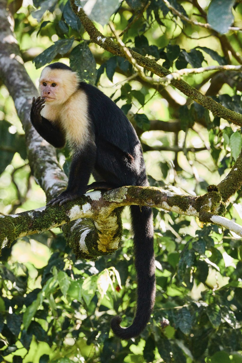 Costa Rica Wildlife Species Not To Miss Experiencetransat