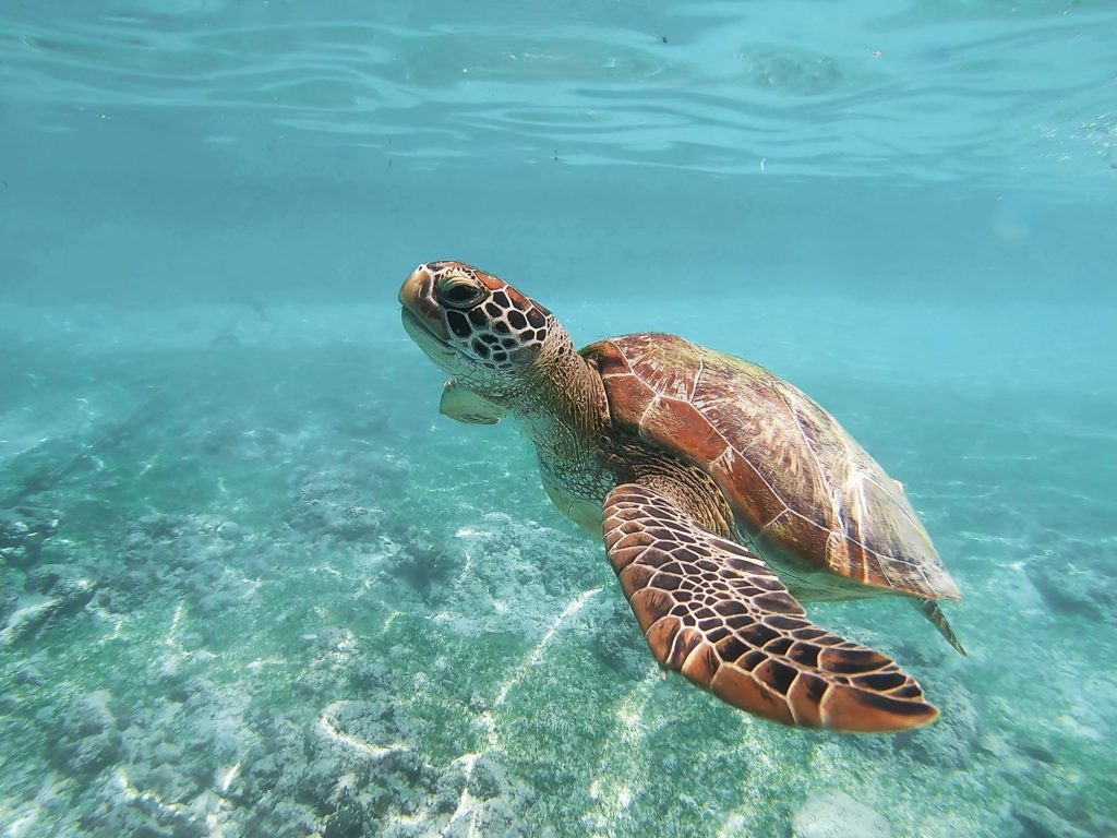 puerto vallarta