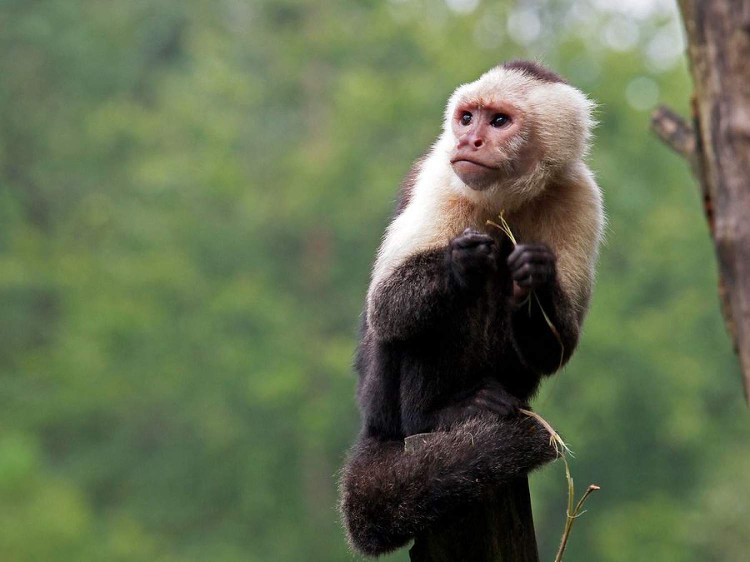 Animaux du Costa Rica: Singe Capucin Singe Capucin du Costa Rica