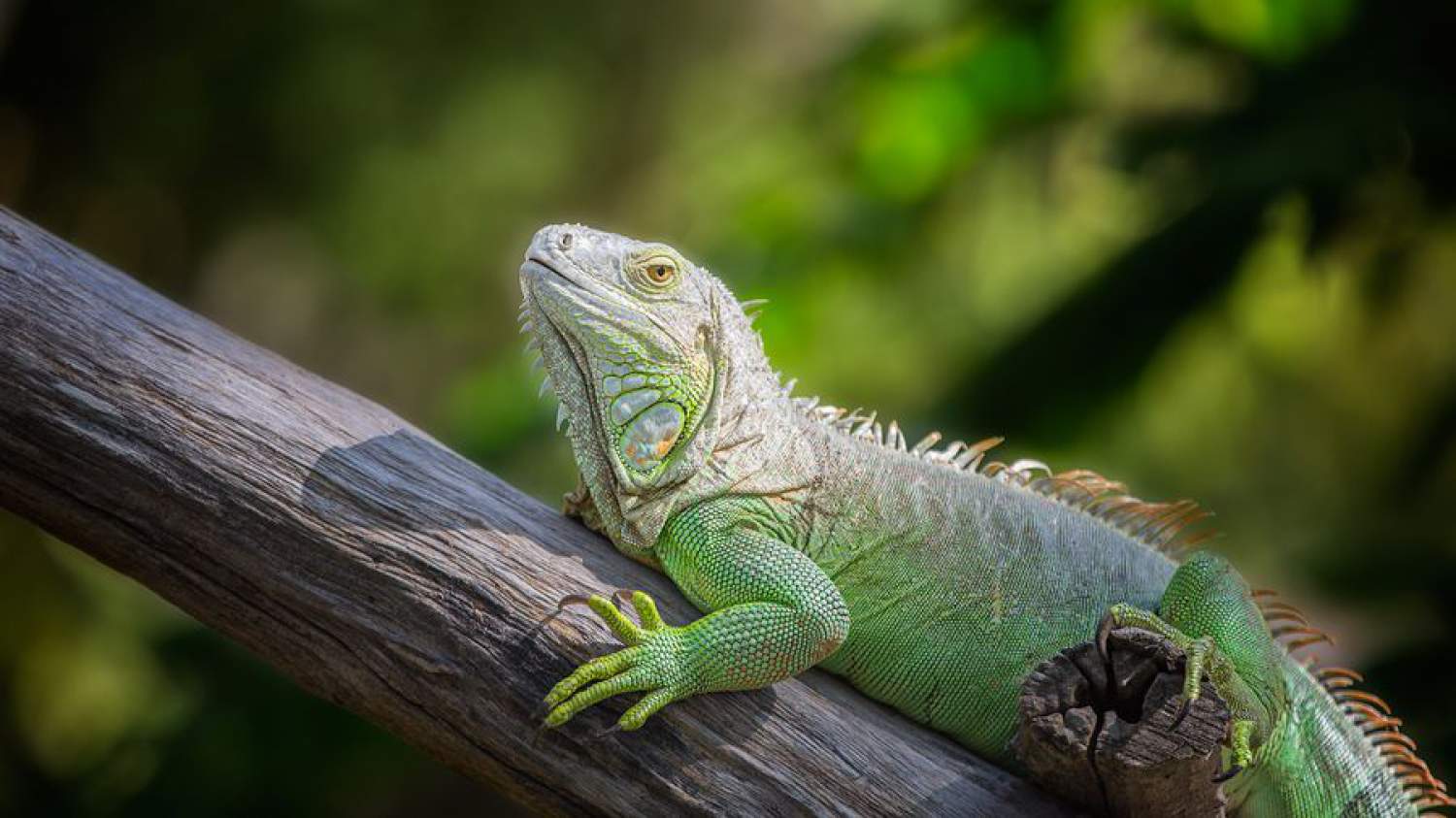 Animaux du Costa Rica: Iguane Vert Iguane du Costa Rica