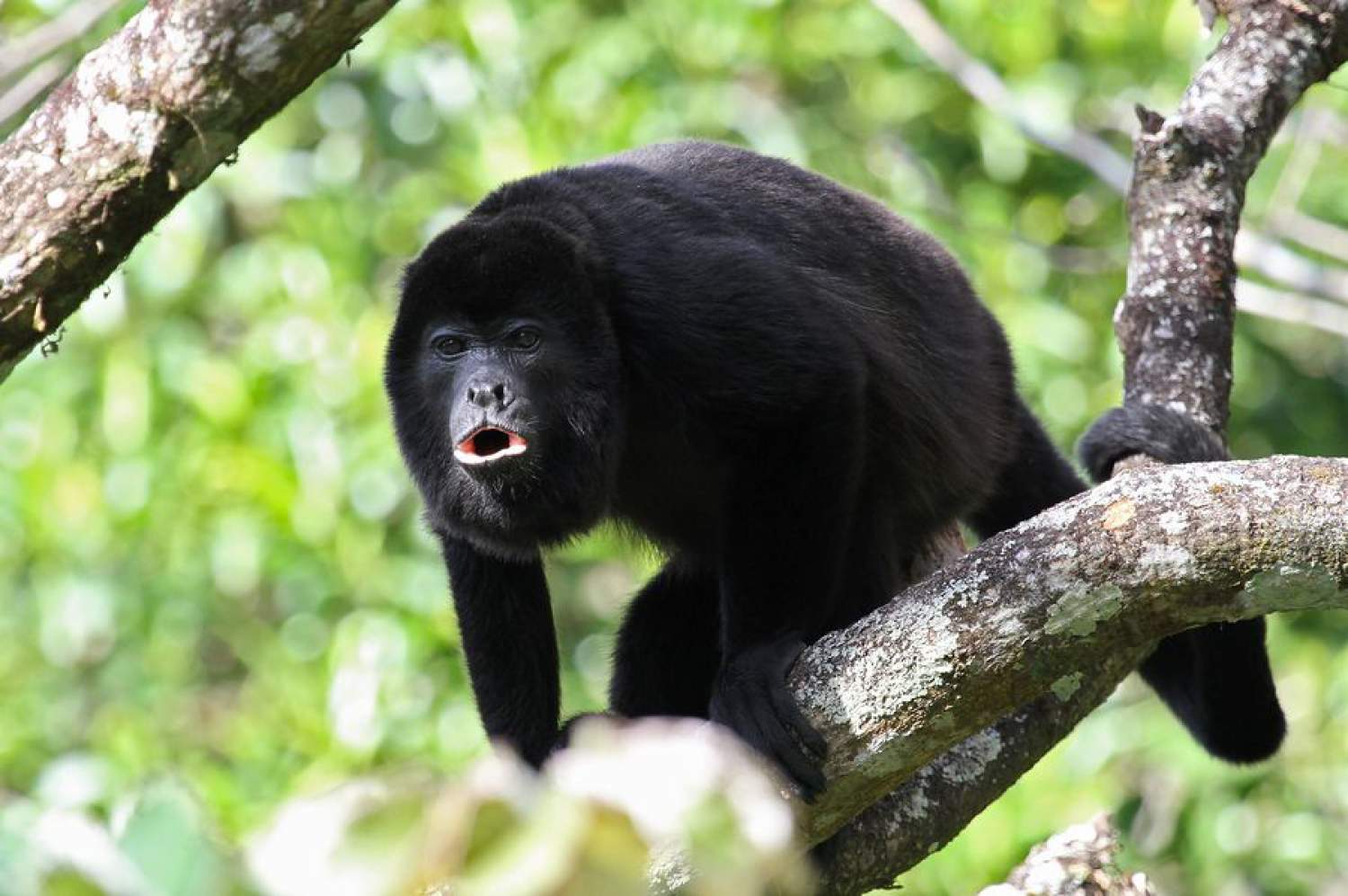 Animaux du Costa Rica: Singe Hurleur Singe hurleur du Costa Rica