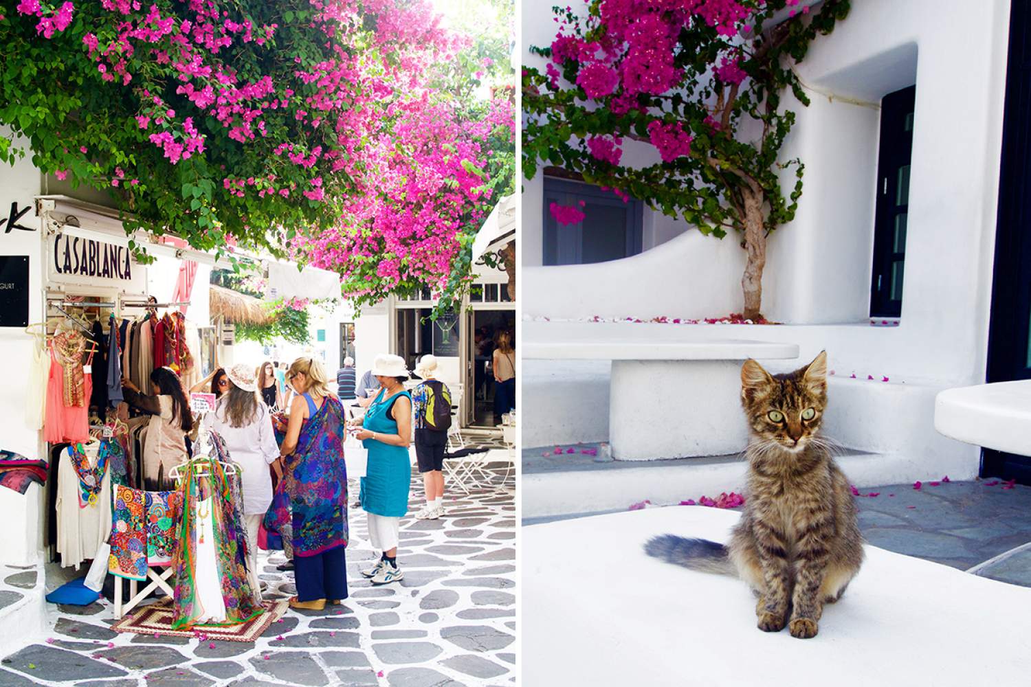 Les bougainvilliers des Cyclades grecques