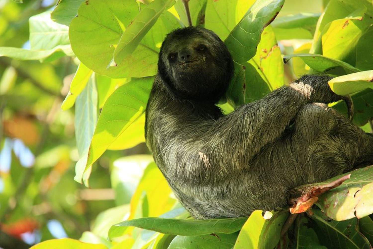 Animaux du Costa Rica: Paresseux Le paresseux du Costa Rica
