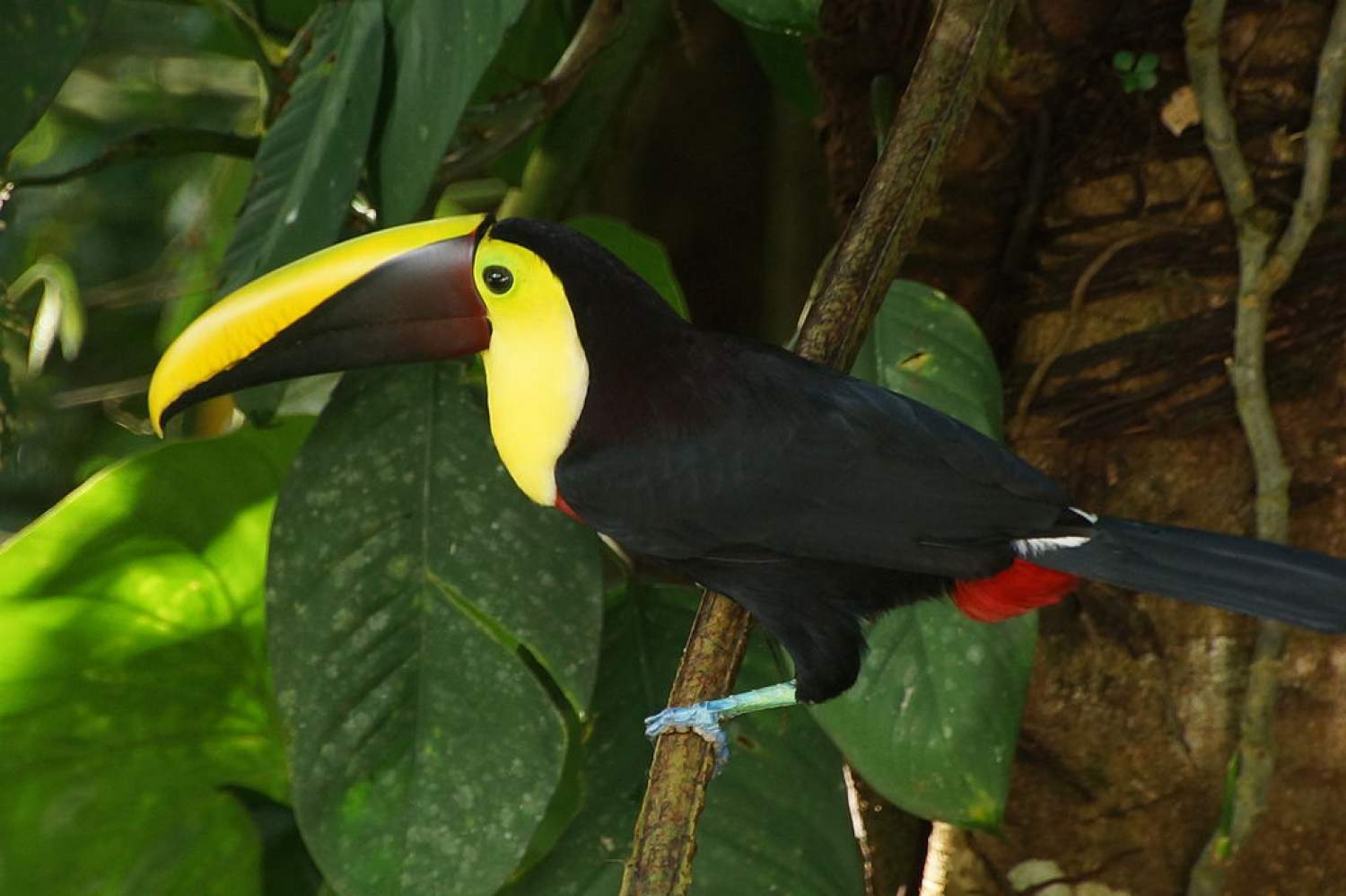 Un toucan du Costa Rica