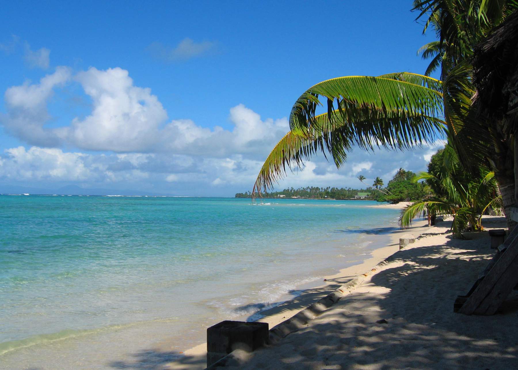 Plage et palmiers dans le sud