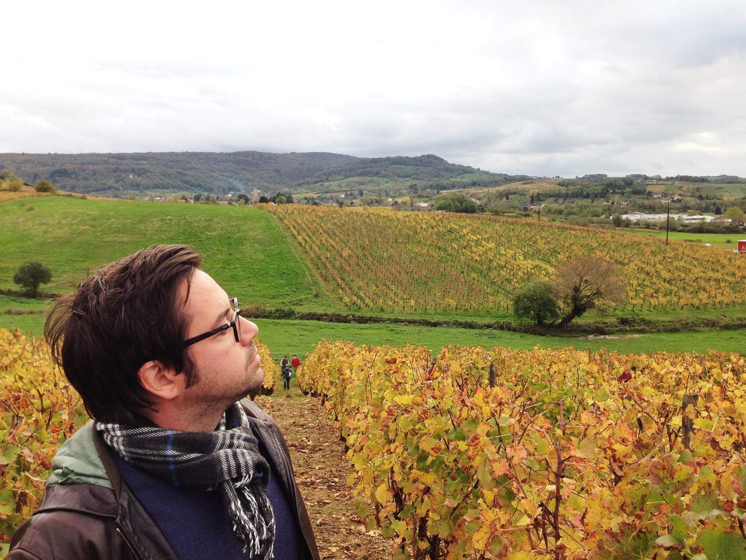 Vignoble dans le Jura, France