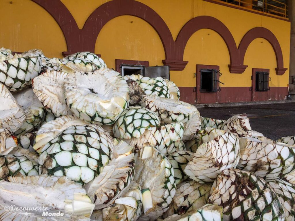 Agave bleue au Mexique