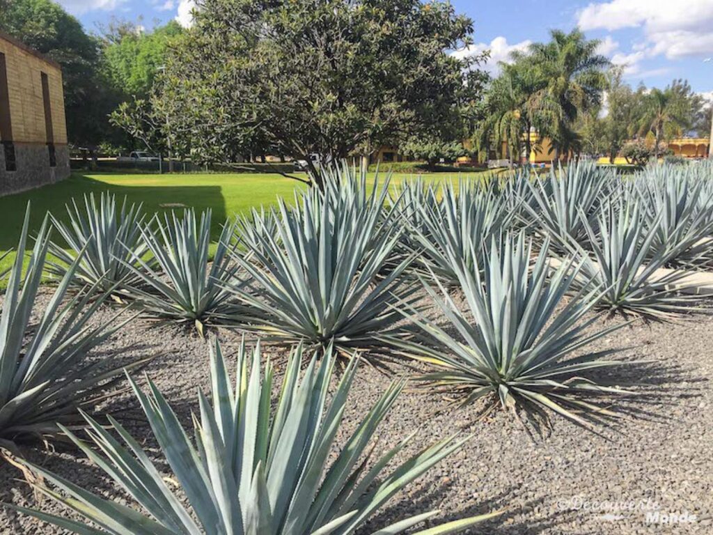 Plantation d'agave bleue au Mexique