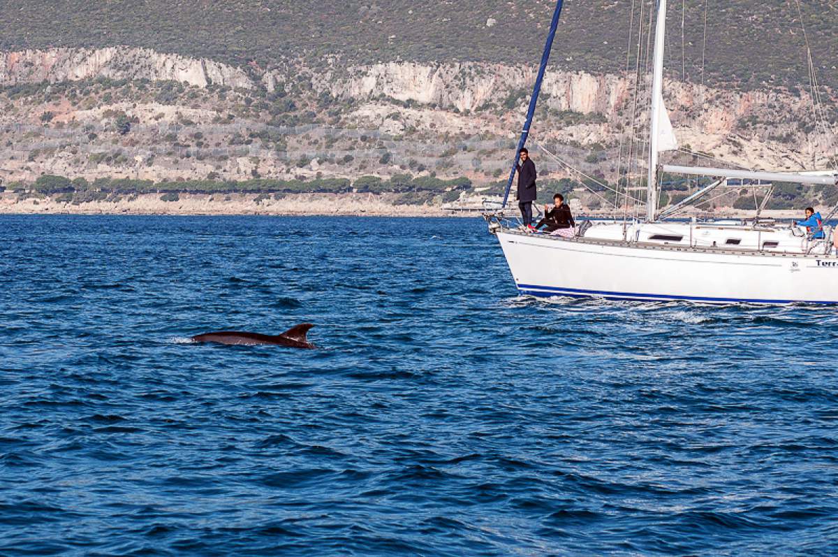 Dauphin, voyage responsable