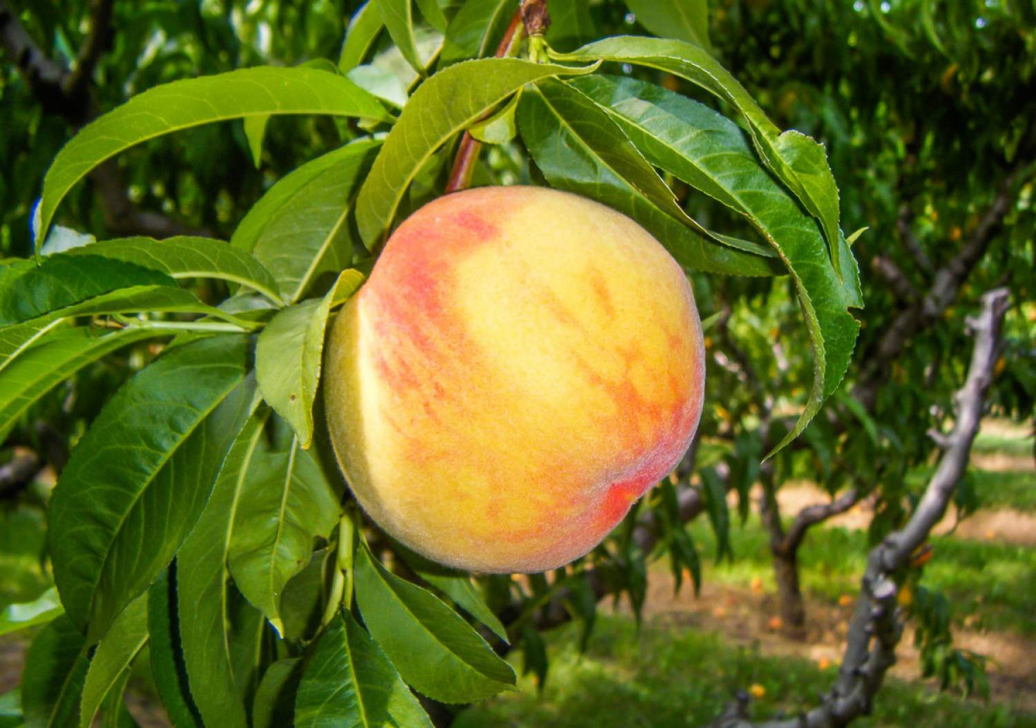 Pêche de la vallée d'Okanagan