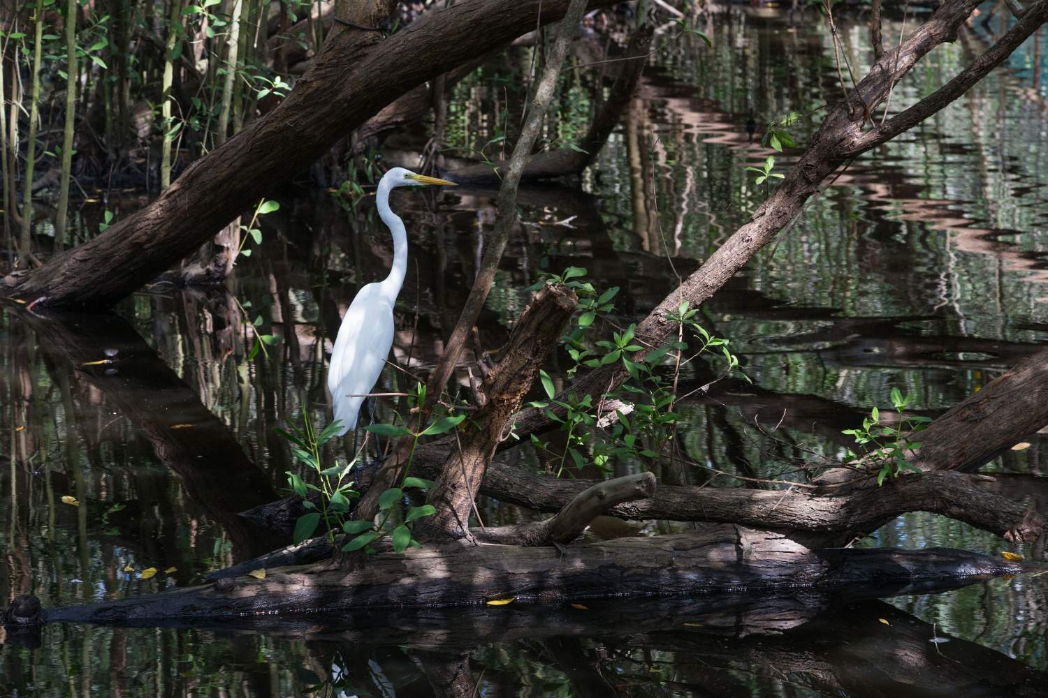 Bird in the mangrove forest in Ixtapa, Mexico