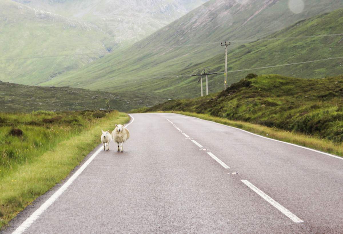 Moutons sur la route, Écosse