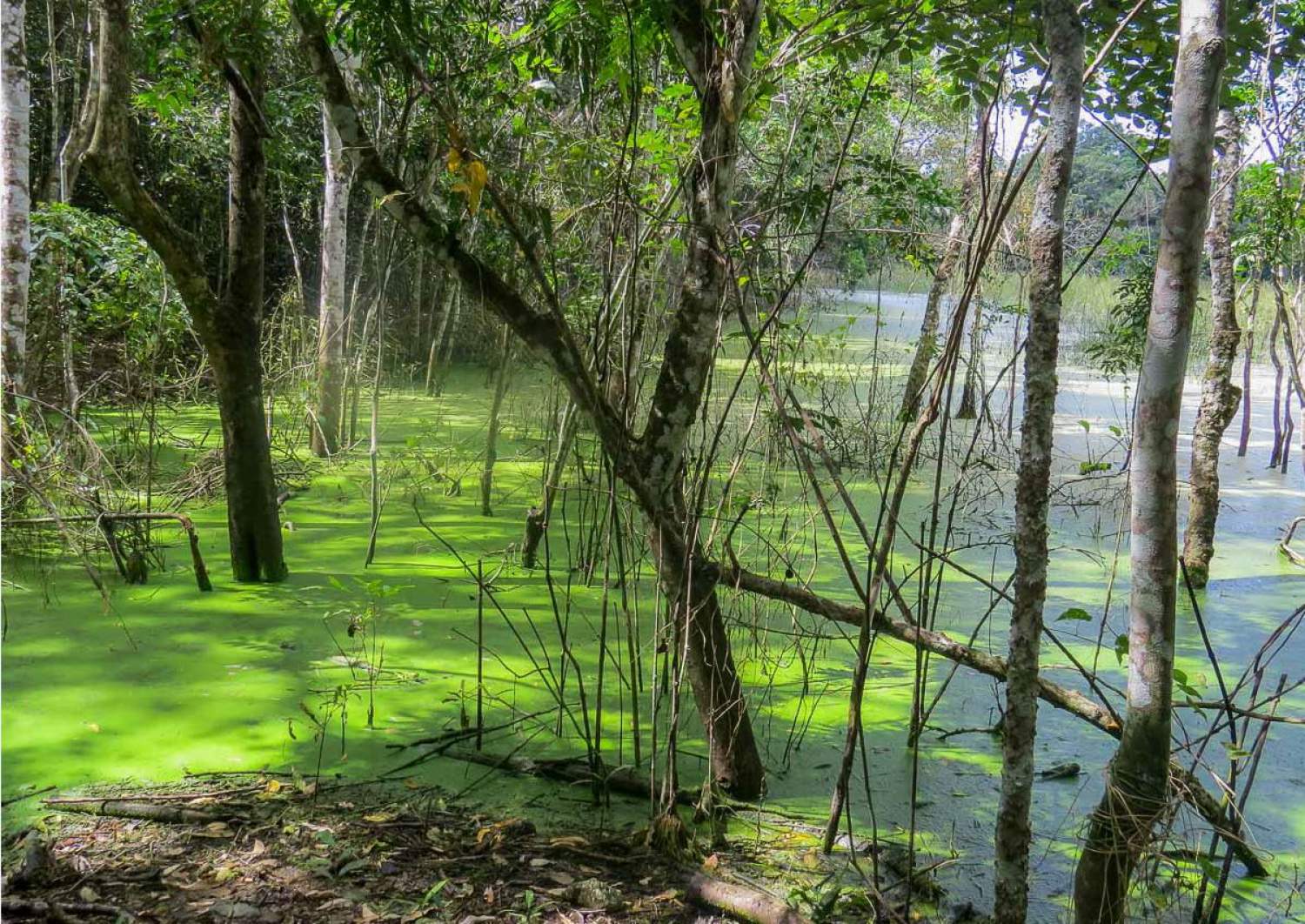 Nature surrounding the Calakmul site