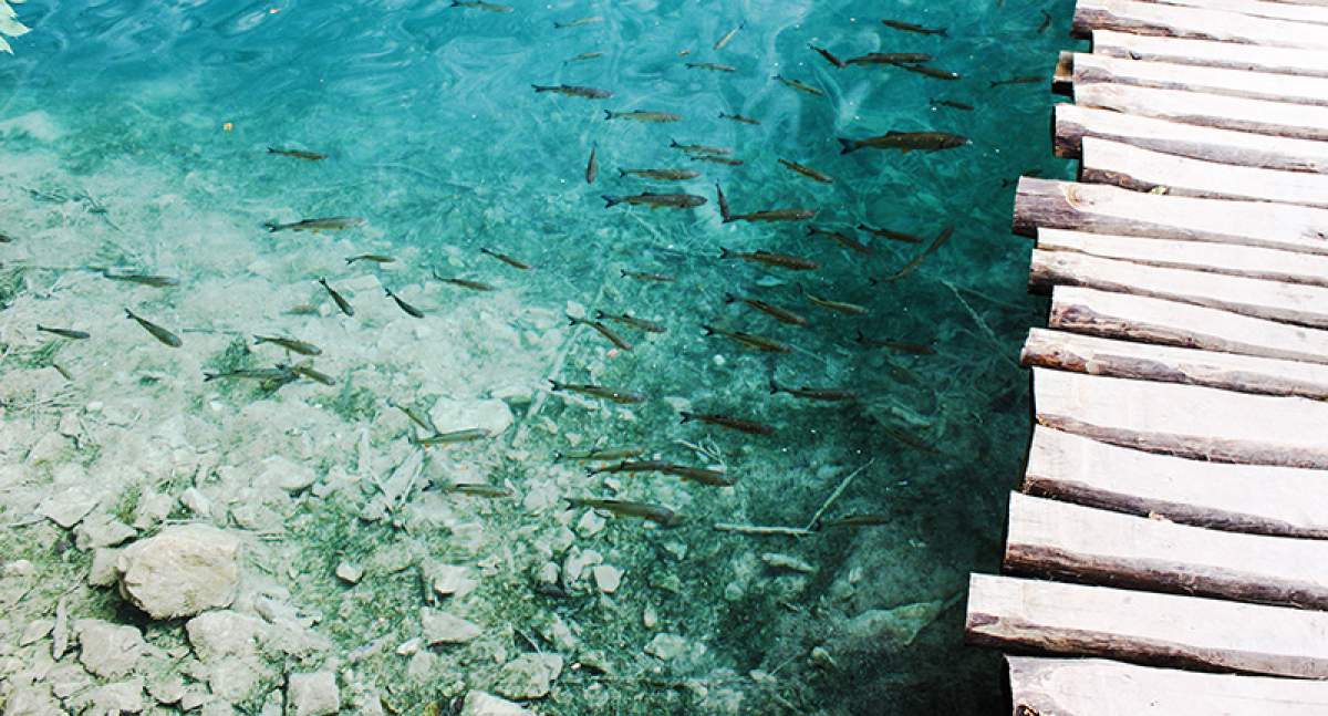 Poissons dans les lacs de Plitvice, Croatie