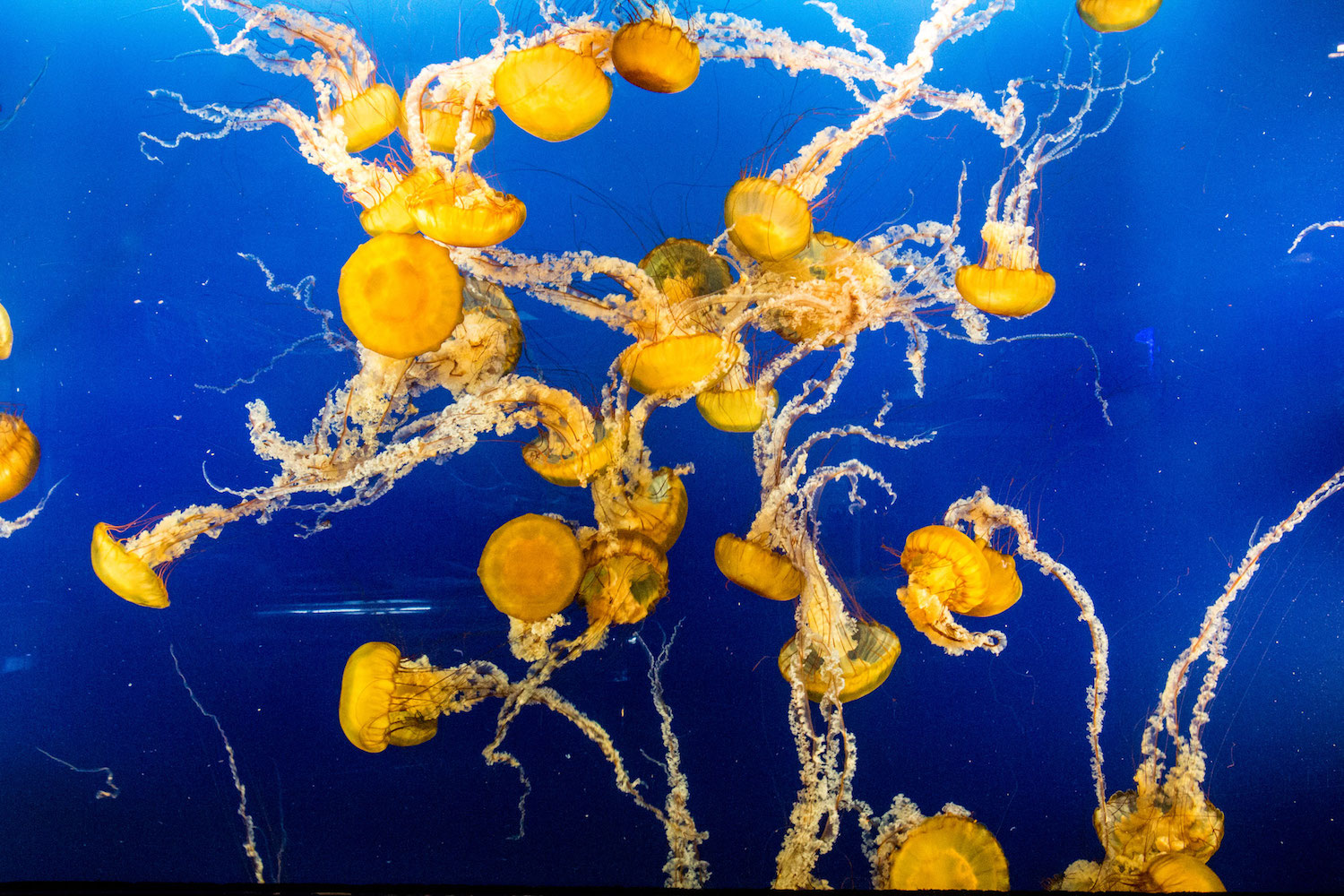 Aquarium de Vancouver