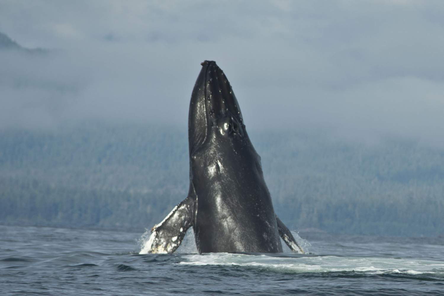 Baleine à bosses vue à Tofino
