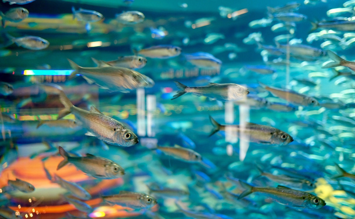 Ripleys Aquarium voyage en famille Toronto