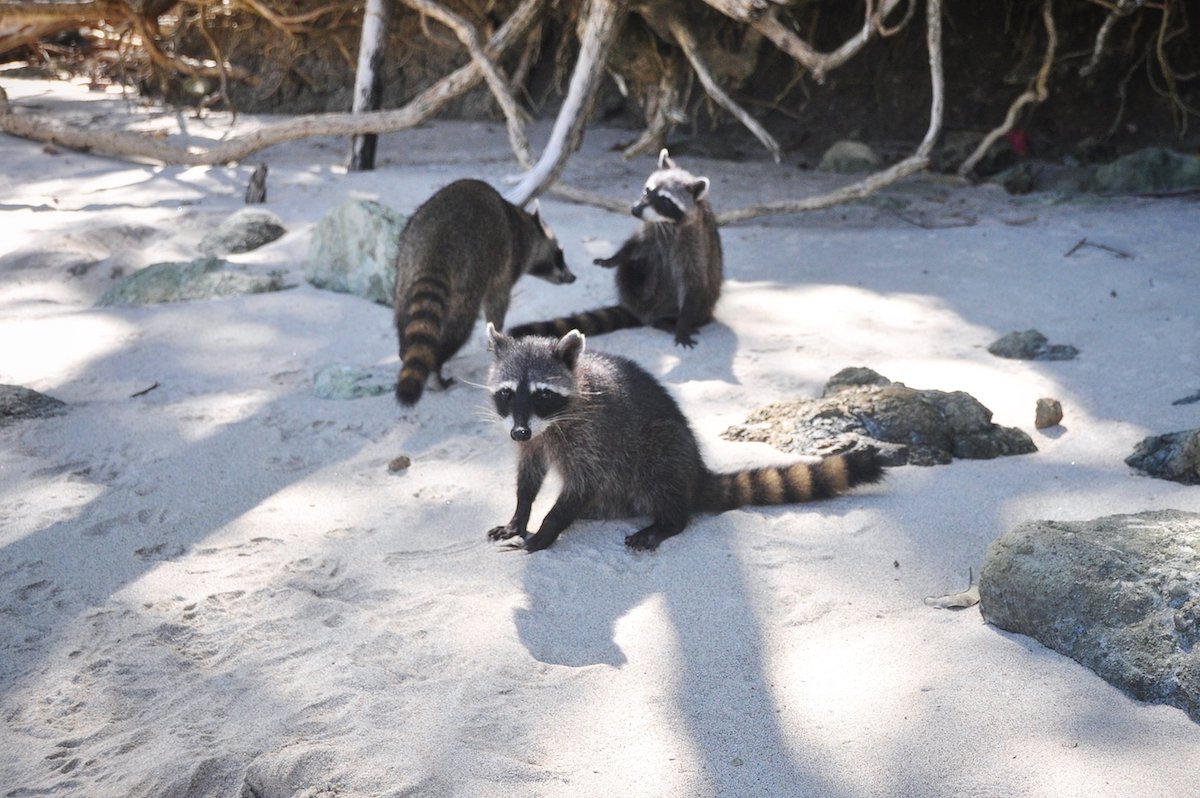 animaux voyage éco-responsable au Costa Rica