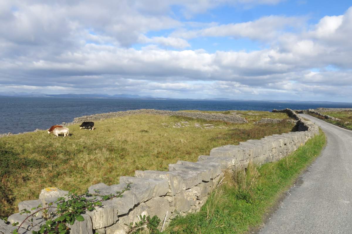 Chevaux à Inis Mor, Irlande
