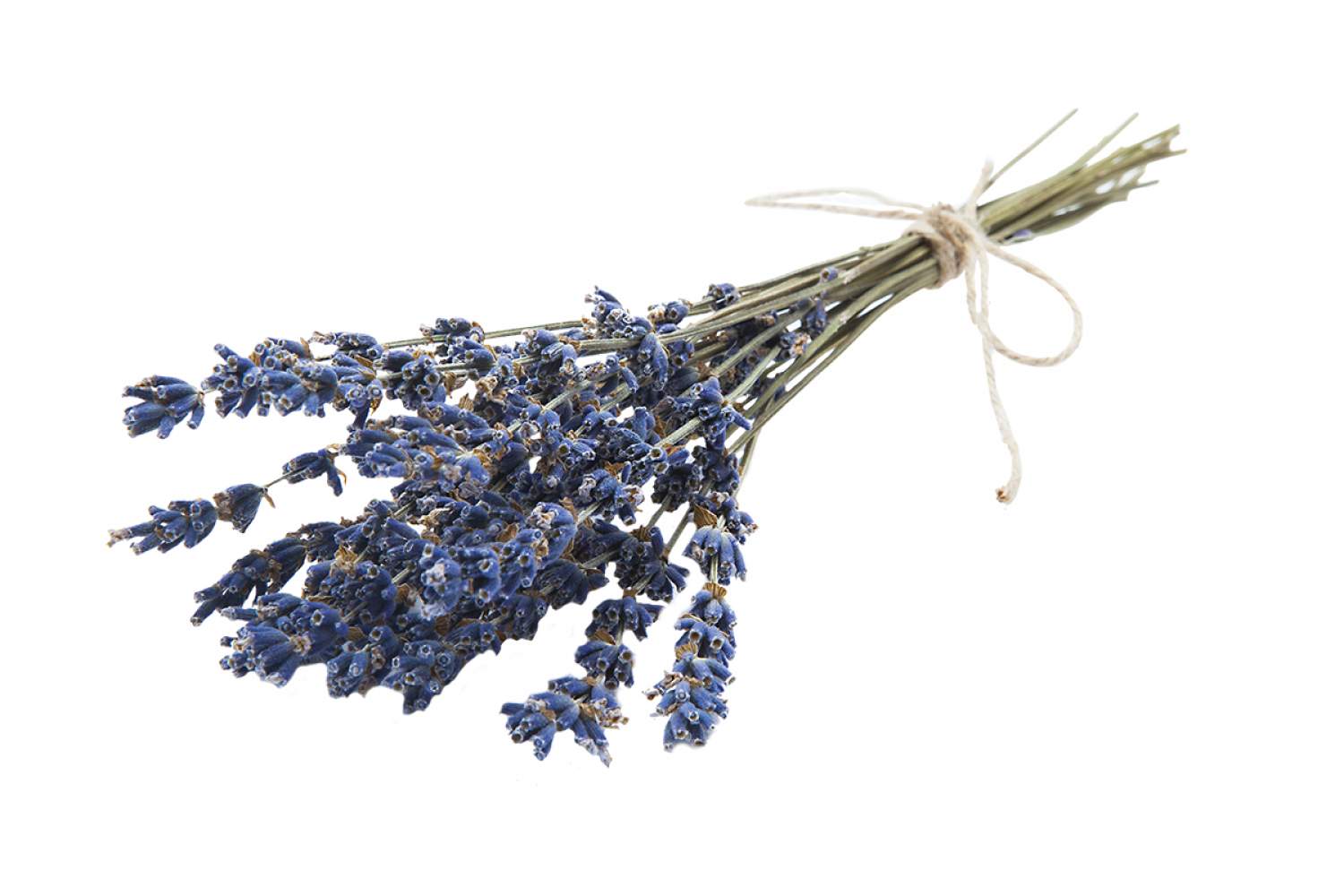 Lavender, flowers of Provence