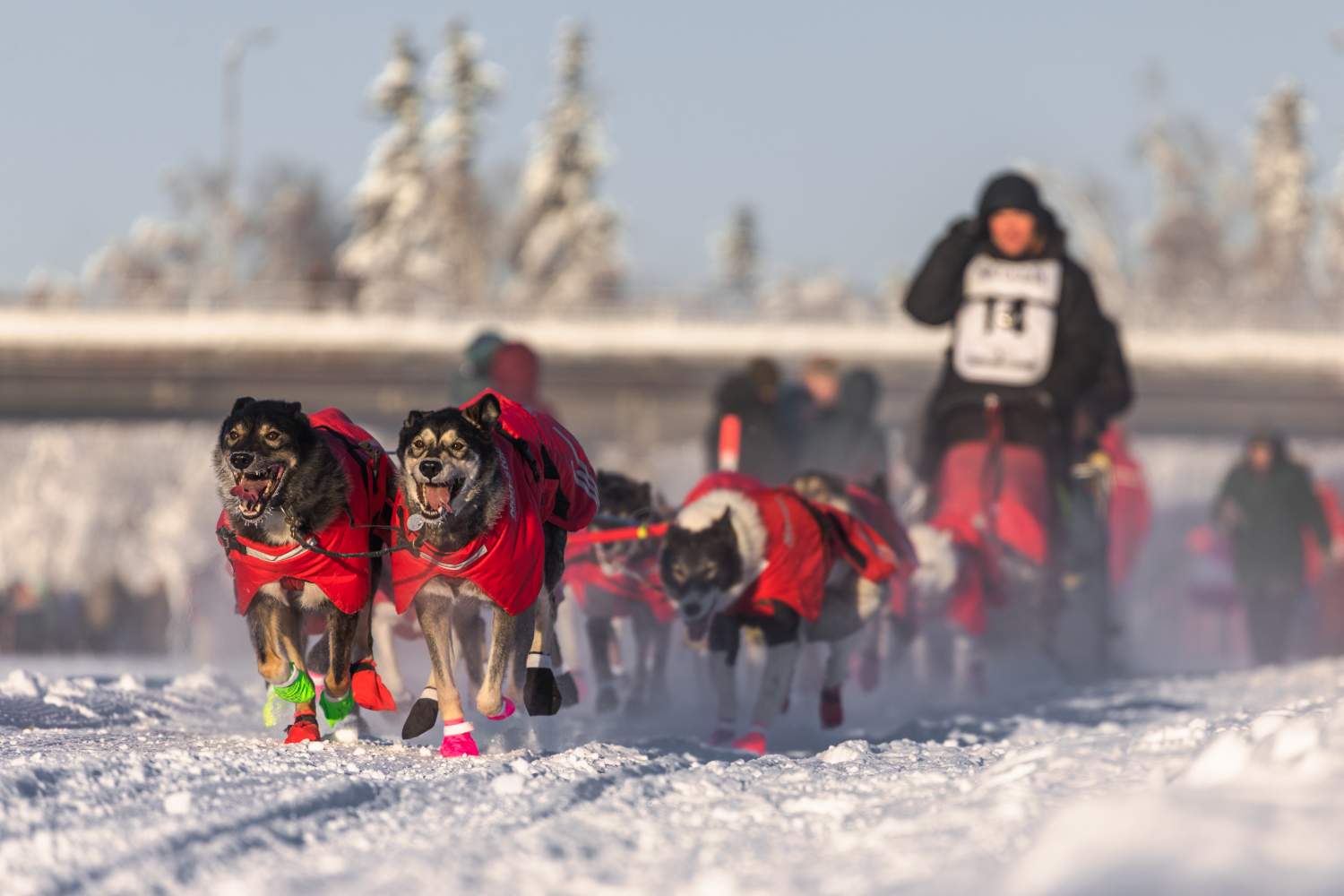 Yukon Quest, dog sled race