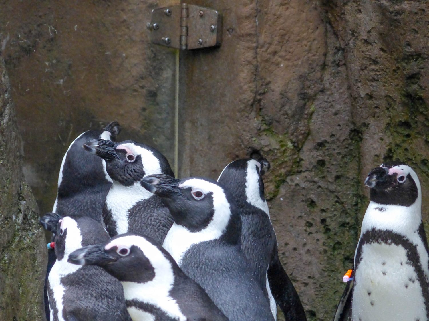 Vancouver Aquarium penguins - Vancouver un autumn
