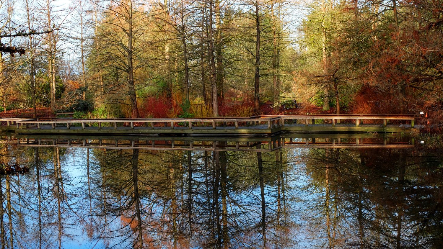 VanDusen Botanical Gardens Cypress Pond - Vancouver un autumn