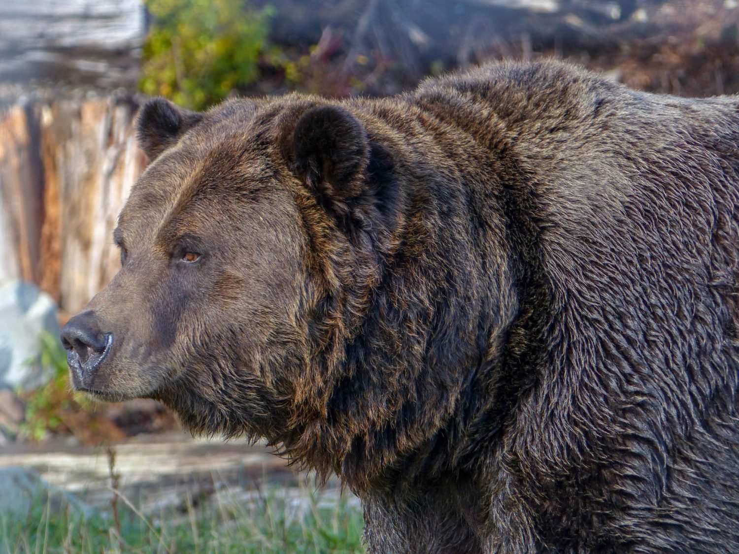 Grouse Mountain grizzly bear - Vancouver un autumn