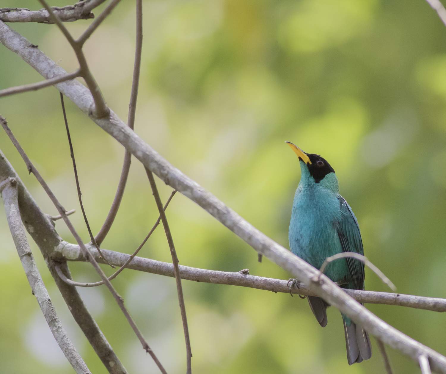 Le magnifique green Tangara émeraude, Panama
