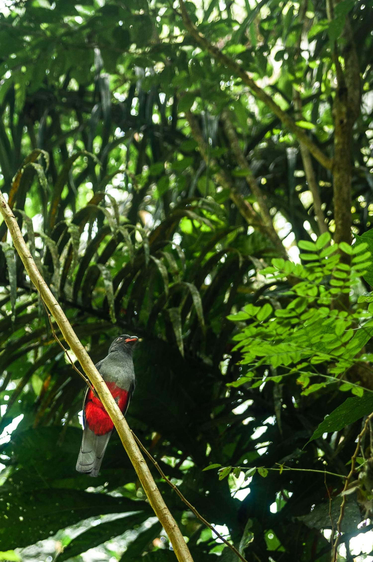 Le Trogon, oiseau au Panama