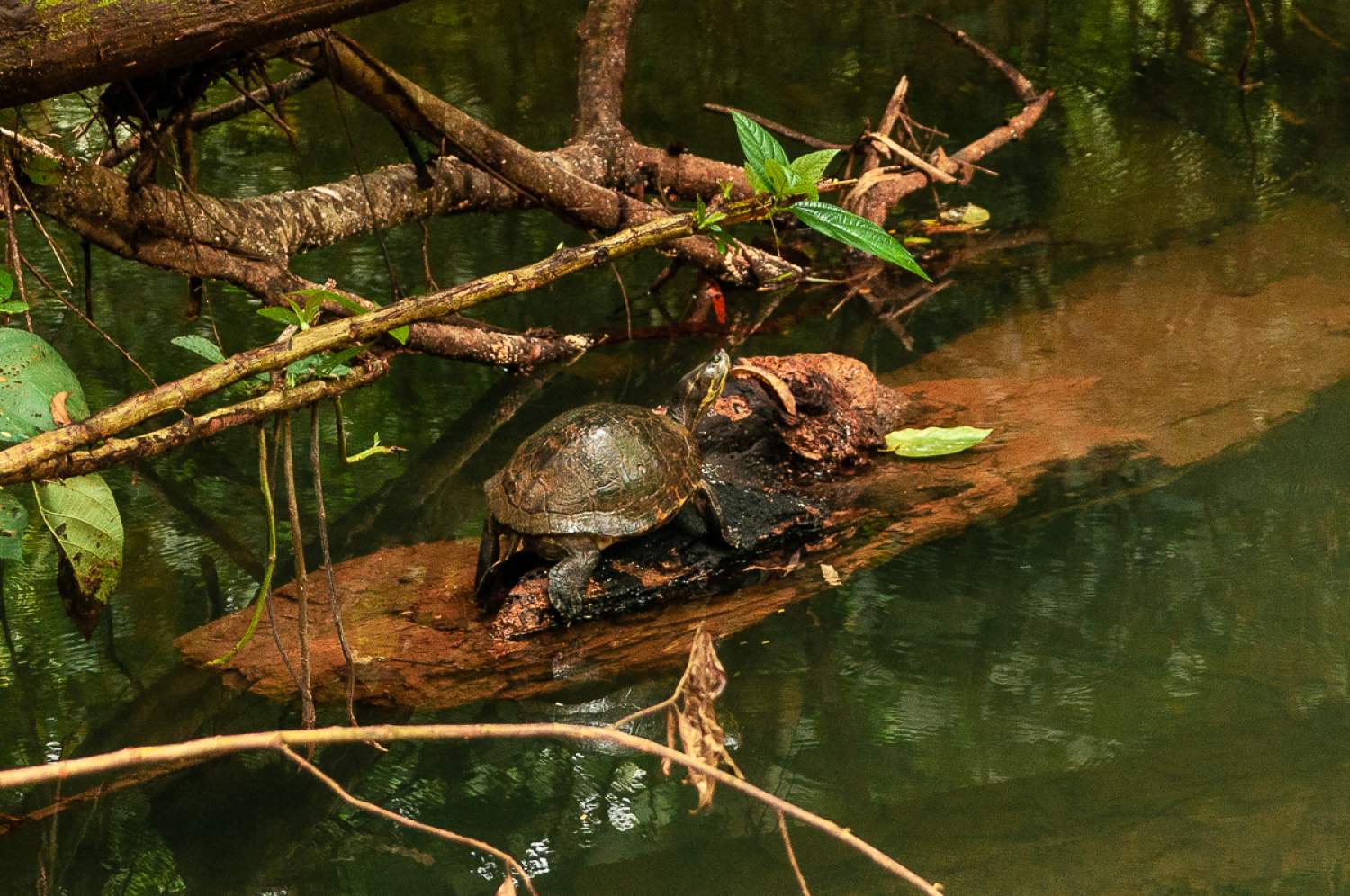 Tortue aperçue en forêt, Panama