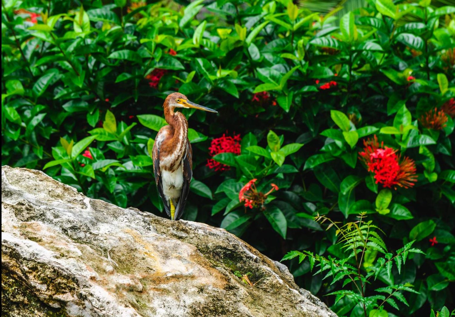 Bird in Dominican Republic