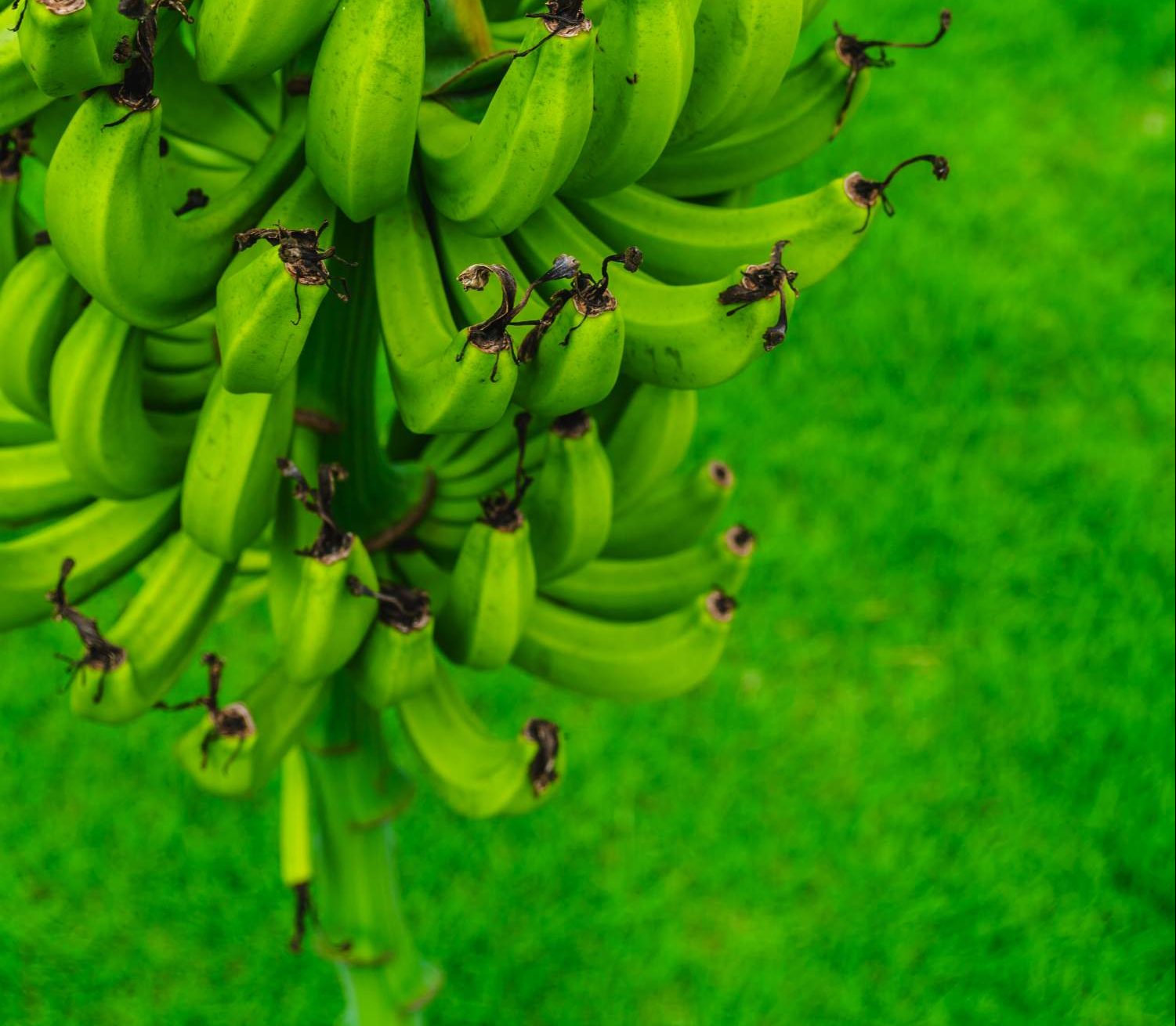 Fruits in Dominican Republic