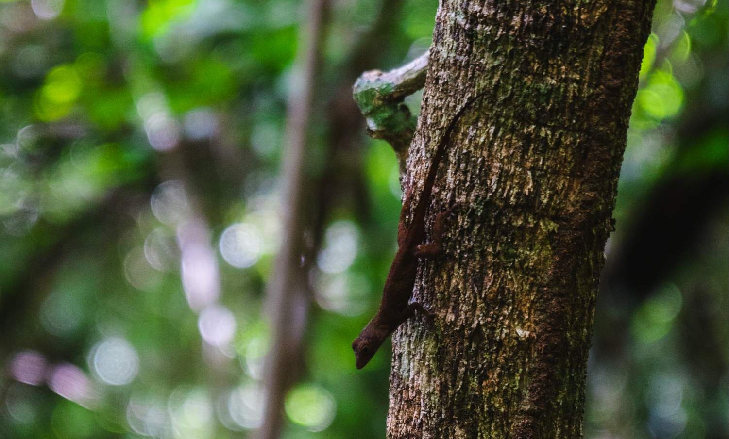 Lizard at the Indigenous Eyes Ecological Park and Reserve in Dominican Republic