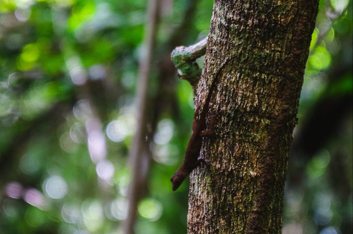 Lizard at the Indigenous Eyes Ecological Park and Reserve in Dominican Republic