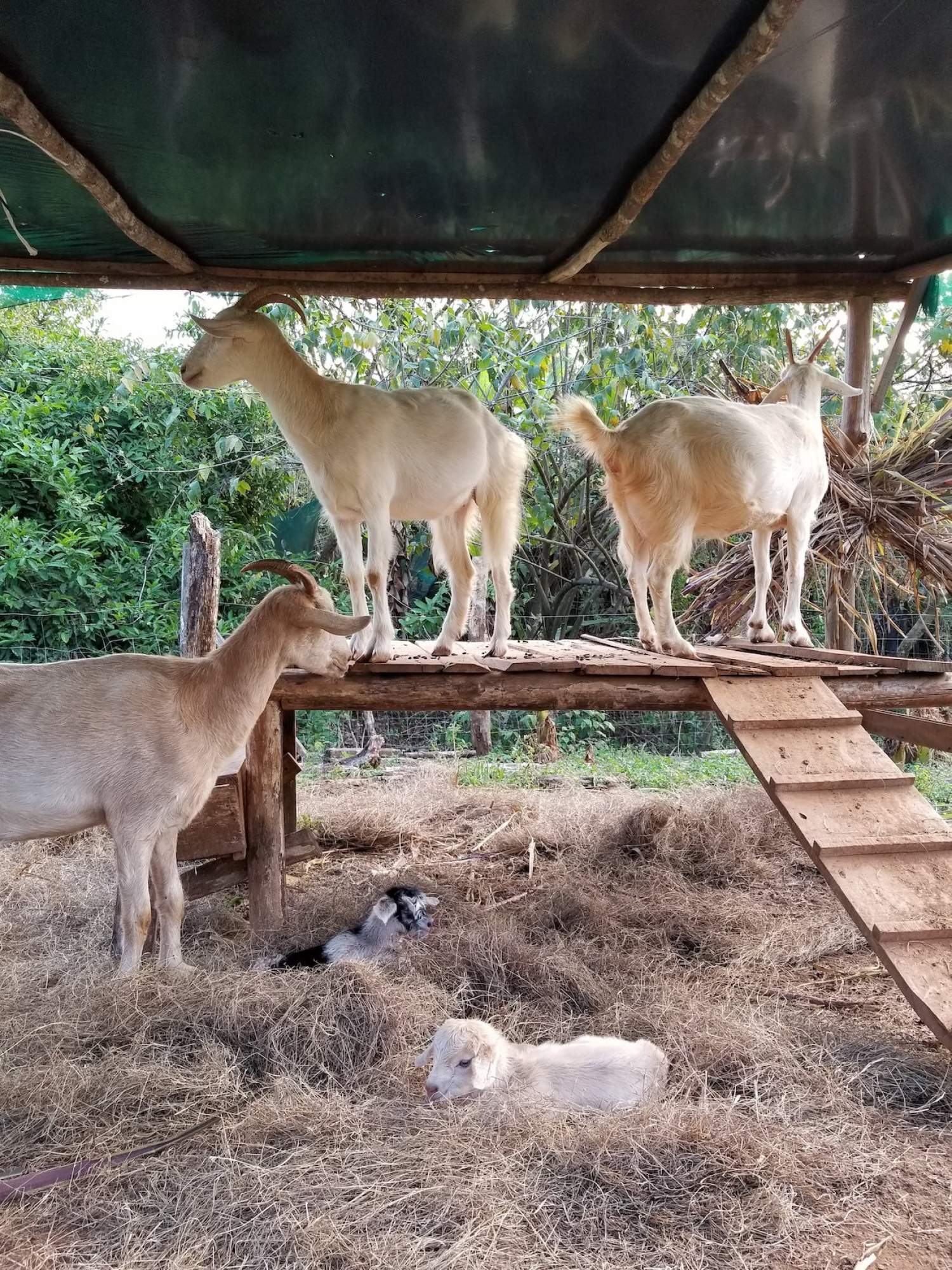 Chèvres au Rancho Delicioso
