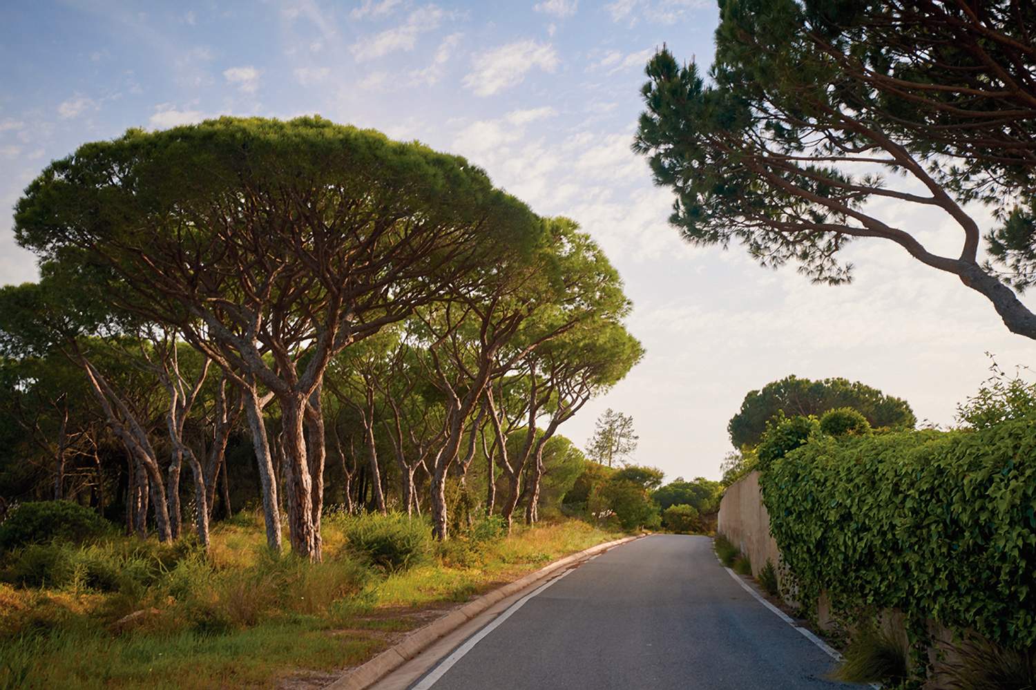 How to take great travel photos - Trees on the road