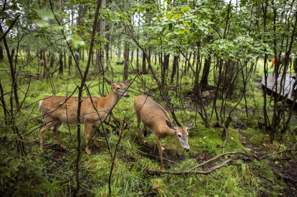 Un Voyage Nature En Abitibi-Témiscamingue | #ExperienceTransat