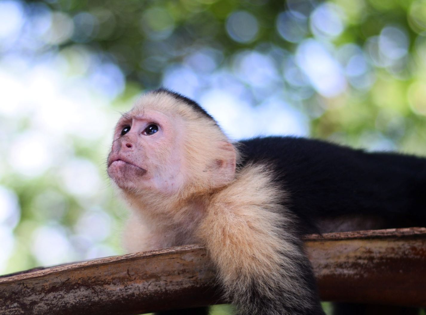 South destinations from Toronto - things to do in Costa Rica - quoi faire au Costa Rica - destinations Sud depuis Montréal 2024