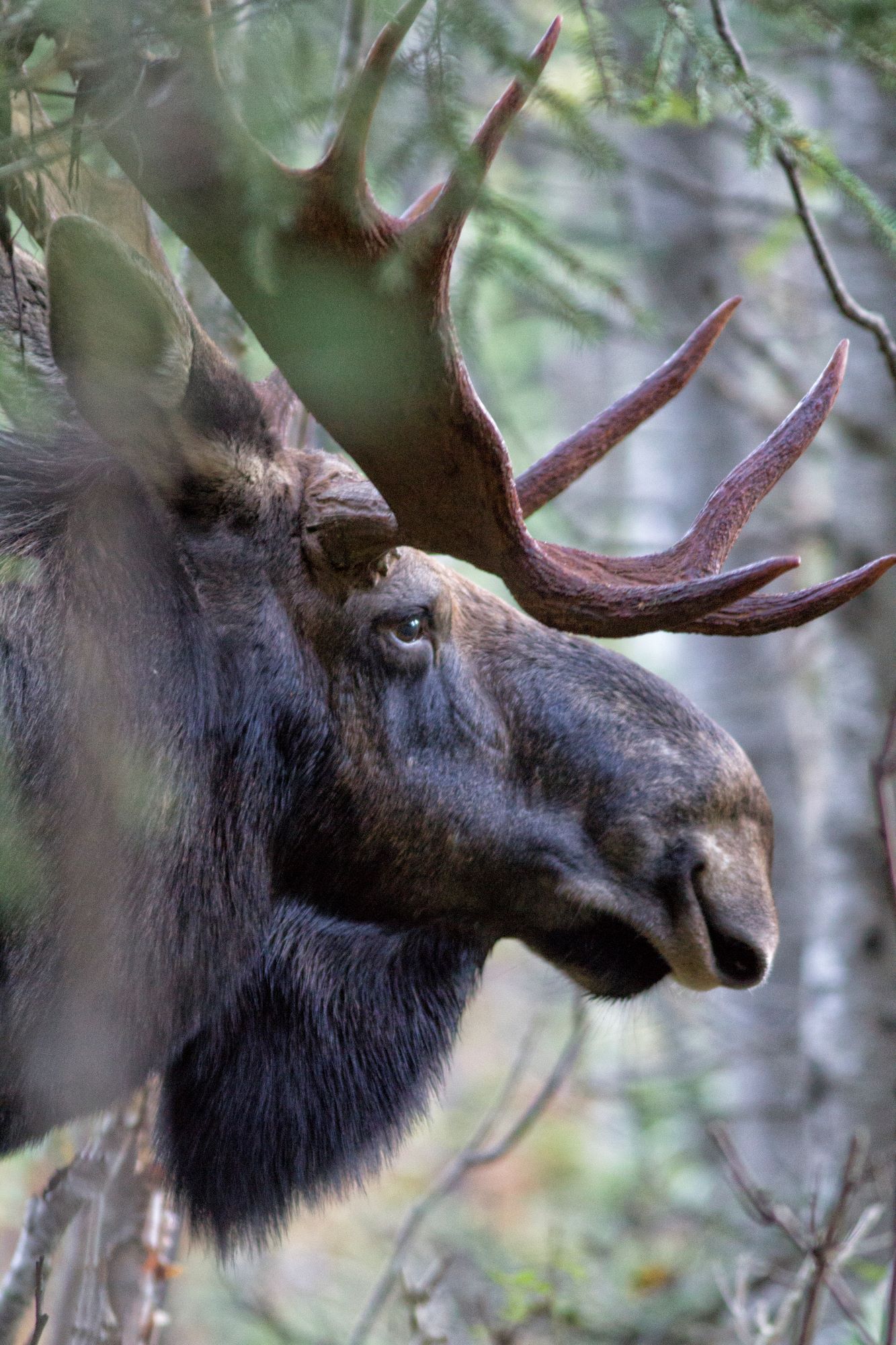 Wildlife Observation in Quebec: 2025 Guide | #ExperienceTransat