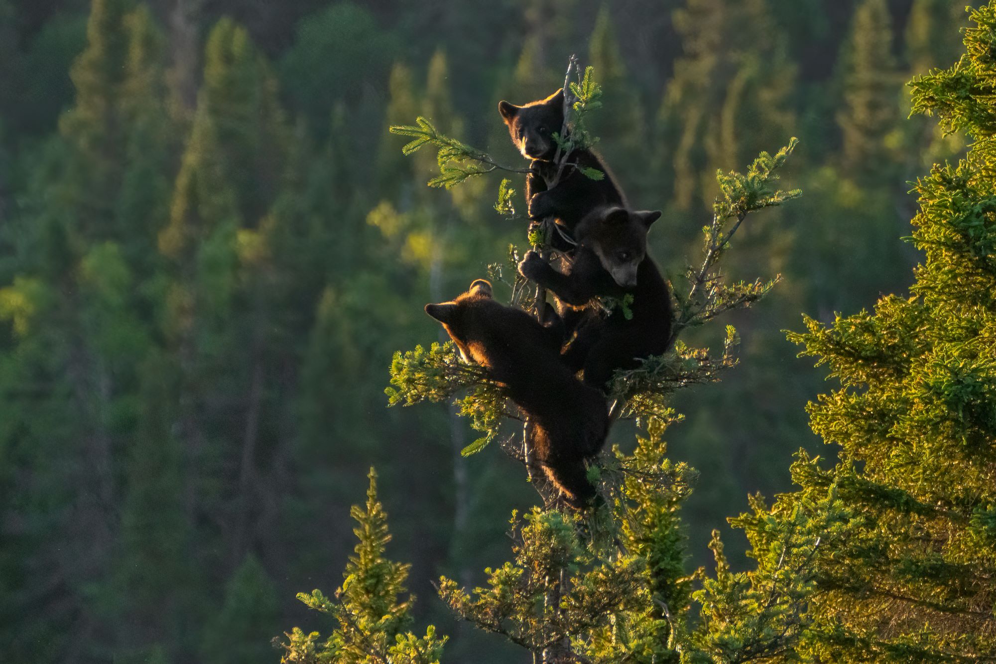 Wildlife Observation in Quebec: 2025 Guide | #ExperienceTransat
