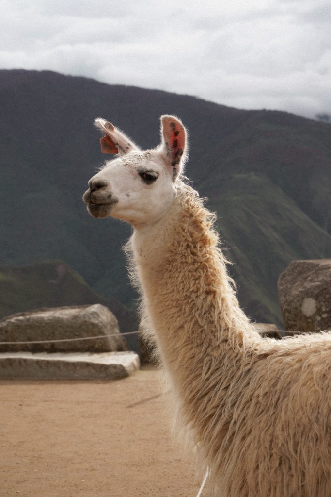 Tips For Machu Picchu Peru 2024 Guide Experiencetransat