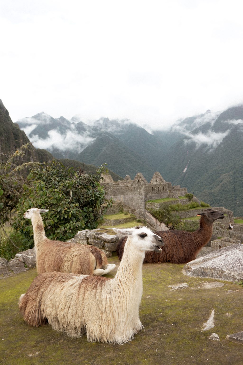 Tips For Machu Picchu Peru 2024 Guide Experiencetransat