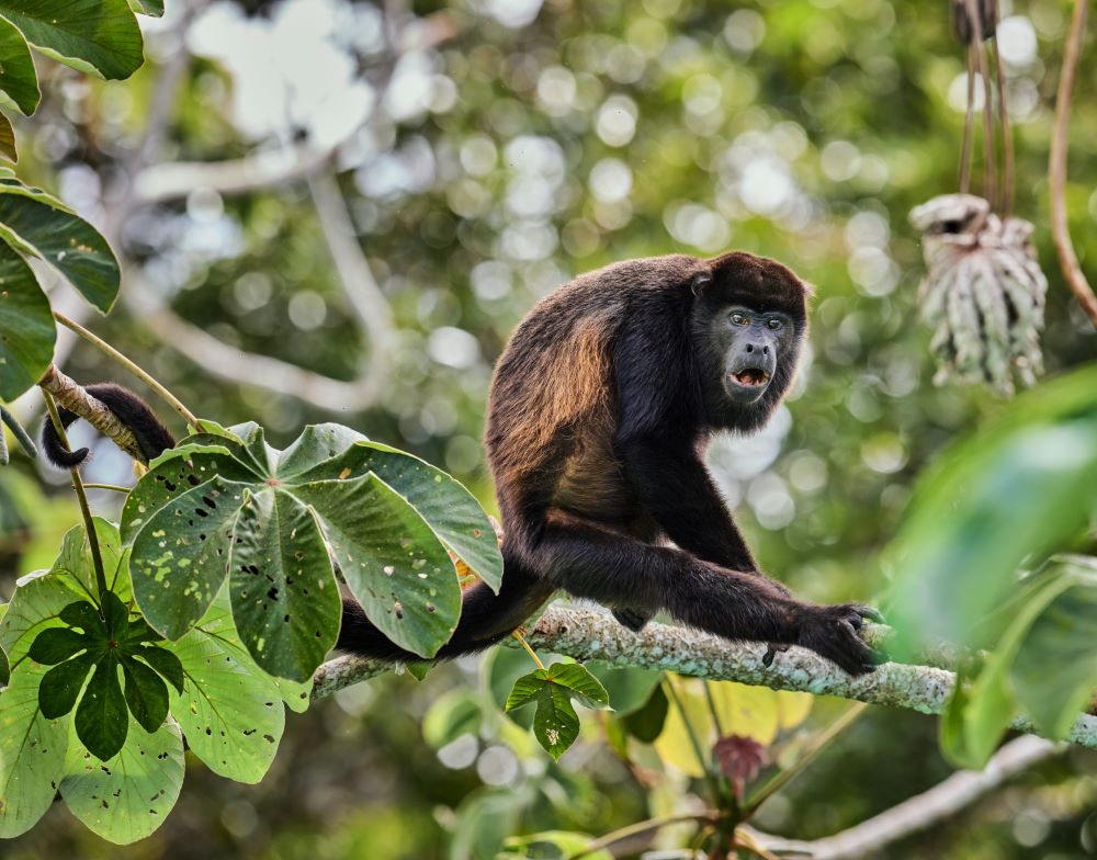 Costa Rica Wildlife 10 Species Not To Miss ExperienceTransat Costa Rica Wildlife 10 Species Not To Miss ExperienceTransat