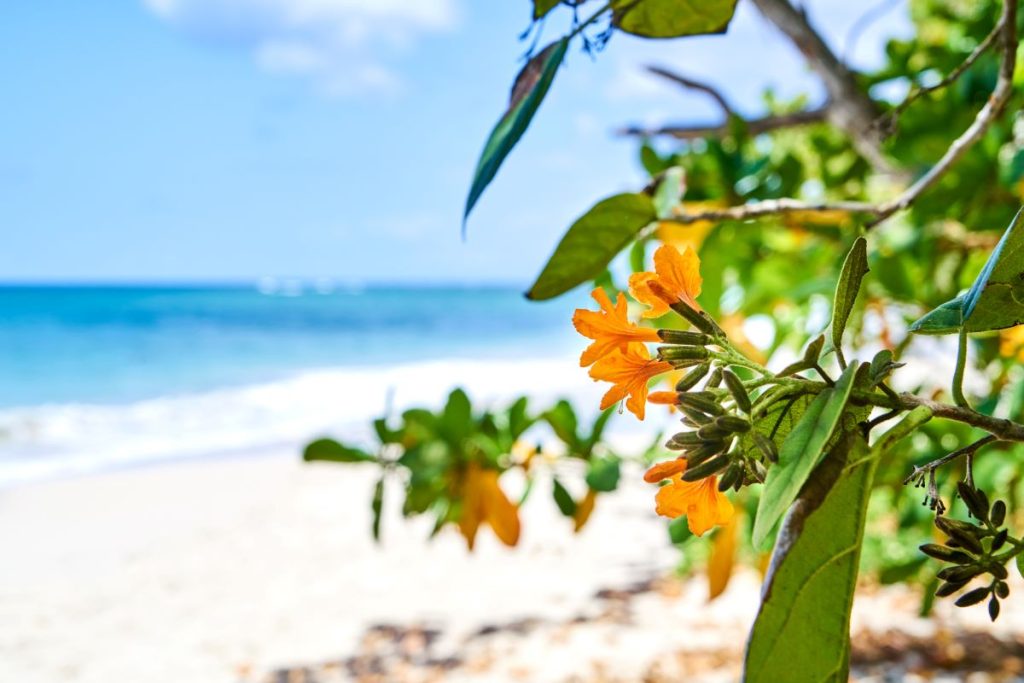 plages martinique beaches_Credit CMT