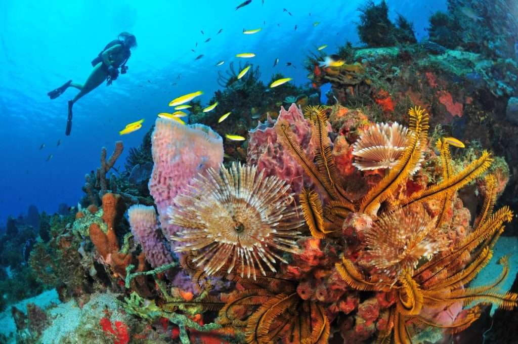 plongée en martinique diving - credit-R.Pakiela