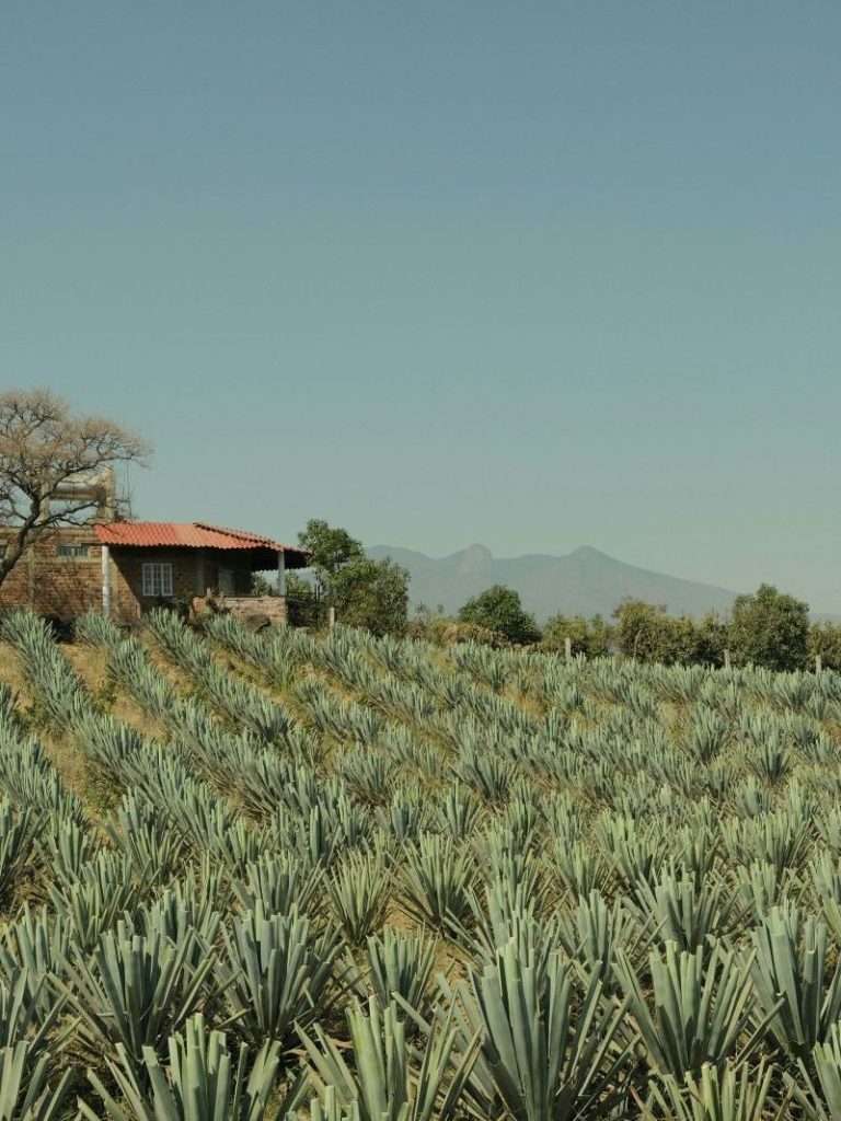 tequila mexico