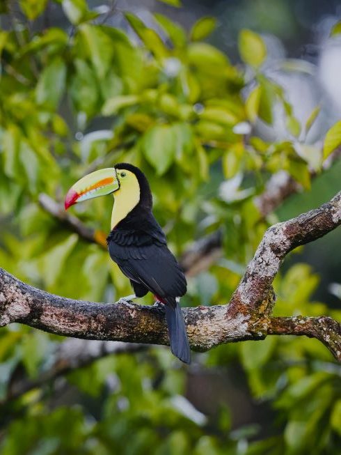 where to see toucans in costa rica - voir des toucans au costa rica