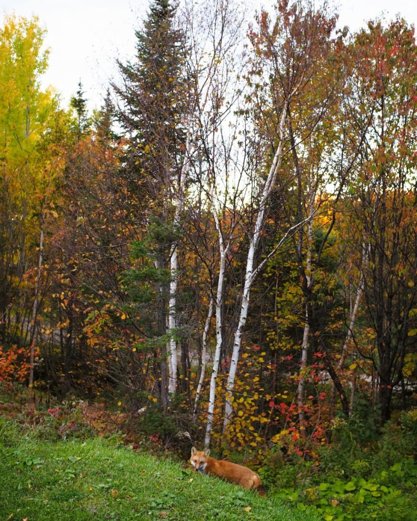 faune saguenay wildlife