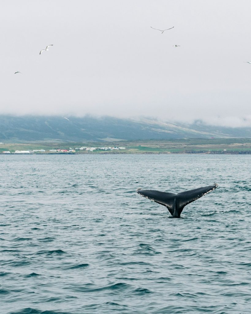 Observer les baleines à Húsavík dans le nord de l'Islande - whale watching in Husavik in Northern Iceland